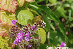 Thyridanthrax fenestratus